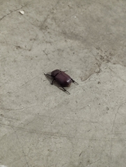 Phyllognathus excavatus