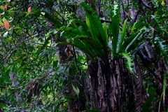 Thamnopteris