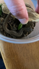Podarcis muralis maculiventris