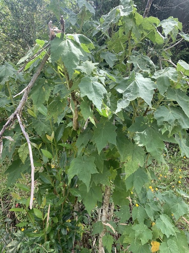 Corynabutilon vitifolium, photograph 4