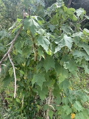 Corynabutilon vitifolium