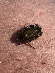 Protaetia fusca