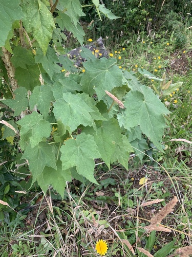Corynabutilon vitifolium, photograph 5