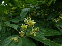Microcos paniculata