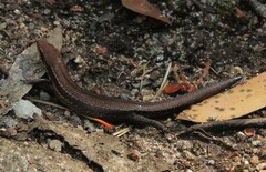 Pseudemoia entrecasteauxii