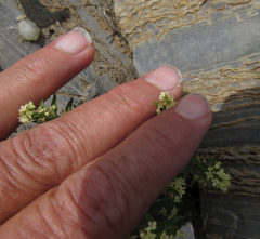 Galium serpenticum