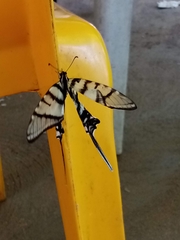 Protographium