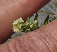 Galium serpenticum