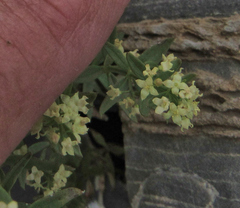 Galium serpenticum