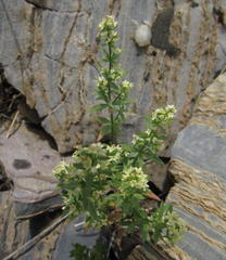 Galium serpenticum