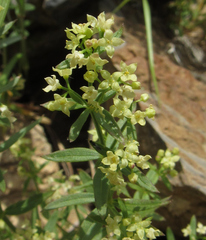 Galium serpenticum