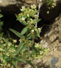 Galium serpenticum