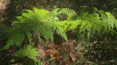 Calochlaena