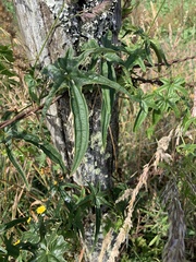 Dioscorea brachybotrya