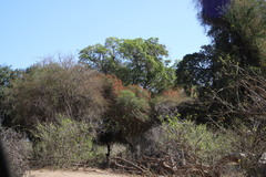 Combretum microphyllum