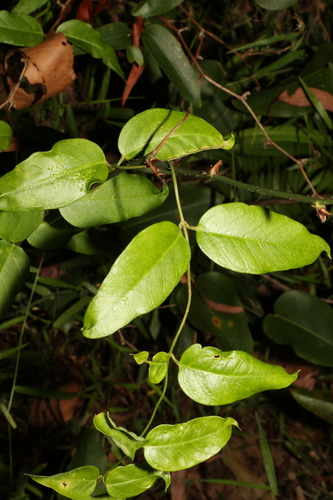 Image of Parsonsia lanceolata by (c) Greg Tasney, some rights reserved (CC BY-SA)