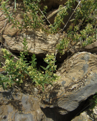 Galium serpenticum
