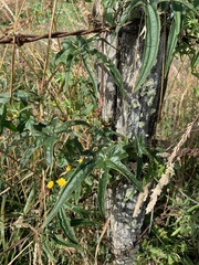 Dioscorea brachybotrya