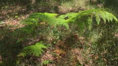 Calochlaena