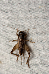 Teleogryllus commodus