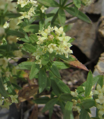 Galium serpenticum