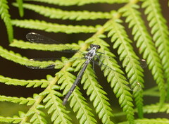 Austroargiolestes calcaris