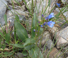 Penstemon cyananthus