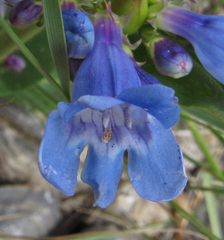 Penstemon cyananthus