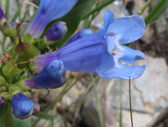 Penstemon cyananthus