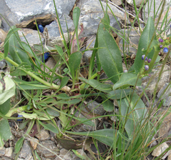 Penstemon cyananthus
