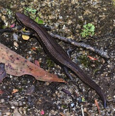 Pseudemoia entrecasteauxii