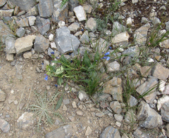 Penstemon cyananthus