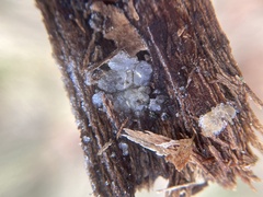 Myxarium nucleatum