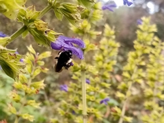 Apinae