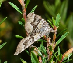 Chrysolarentia rhynchota