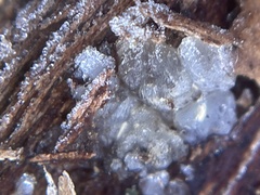 Myxarium nucleatum