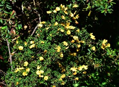 Pultenaea muelleri
