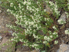 Galium serpenticum