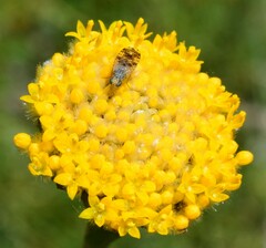 Austrotephritis poenia