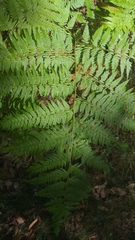 Calochlaena