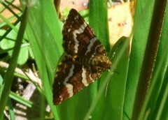 Chrysolarentia polycarpa