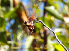Tramea stenoloba