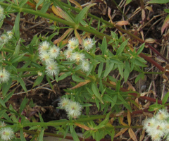 Galium serpenticum