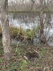 Zizaniopsis miliacea