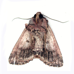 Neumichtis