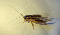 Teleogryllus commodus