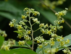 Microcos paniculata