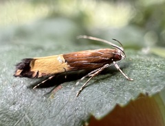 Labdia deliciosella