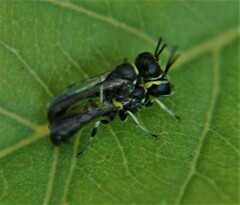 Clitemnestra bipunctata