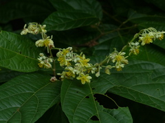 Microcos paniculata